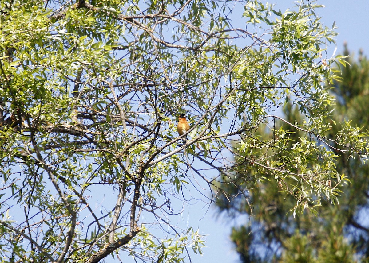 Black-headed Grosbeak - William Clark