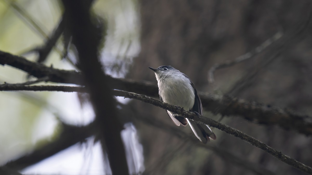 Blue-gray Gnatcatcher - ML619211254