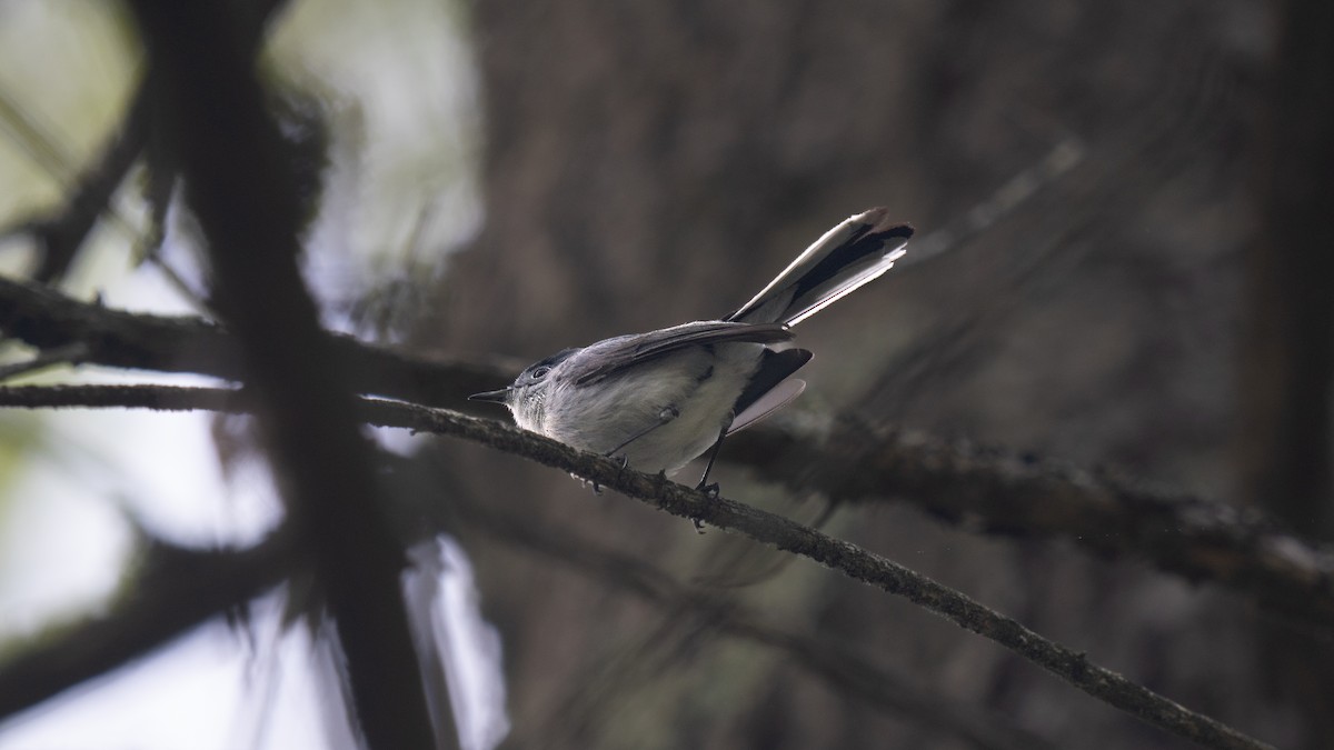 Blue-gray Gnatcatcher - Tianshuo Wang