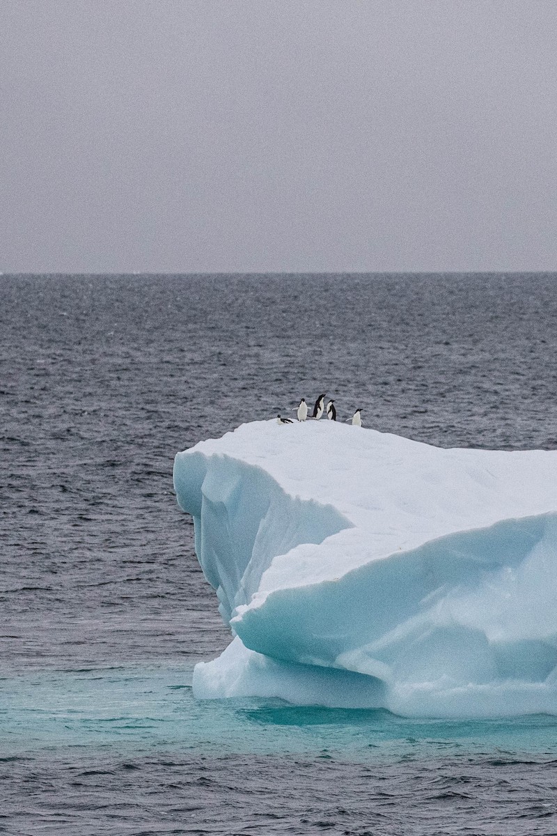 Adelie Penguin - Denis Corbeil