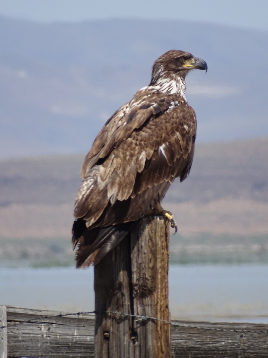 Bald Eagle - Teri Ligon
