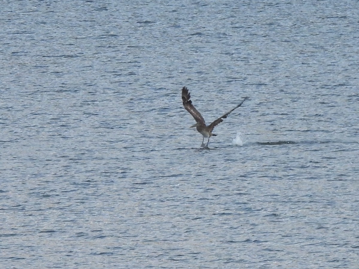 Brown Pelican - Kiandra Mitchell