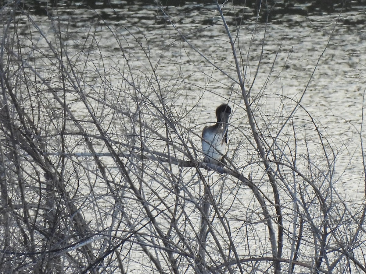 Brown Pelican - Kiandra Mitchell