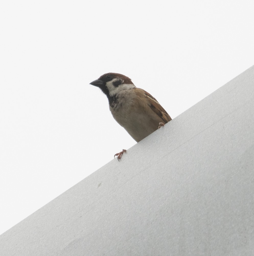 Eurasian Tree Sparrow - Lindy Fung