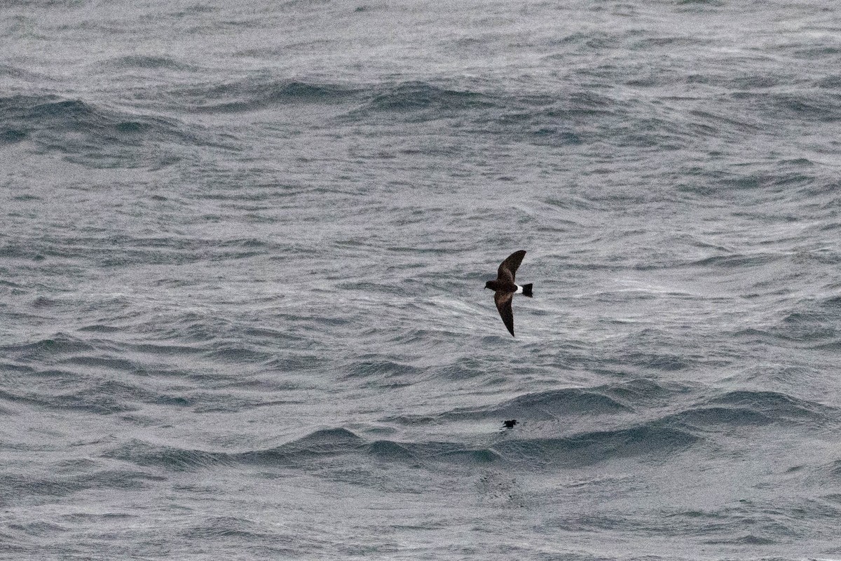 Wilson's Storm-Petrel - Denis Corbeil