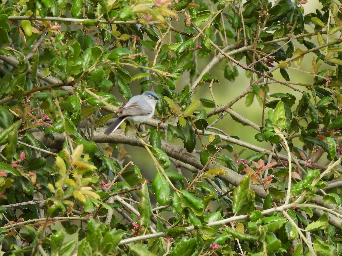 Blue-gray Gnatcatcher - Kiandra Mitchell