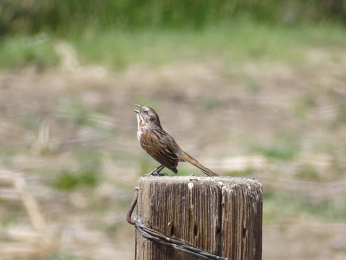 Song Sparrow - Teri Ligon