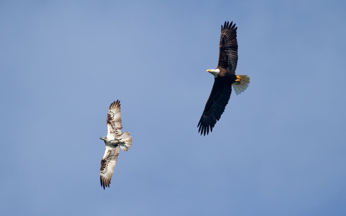 Bald Eagle - Sasha Cahill