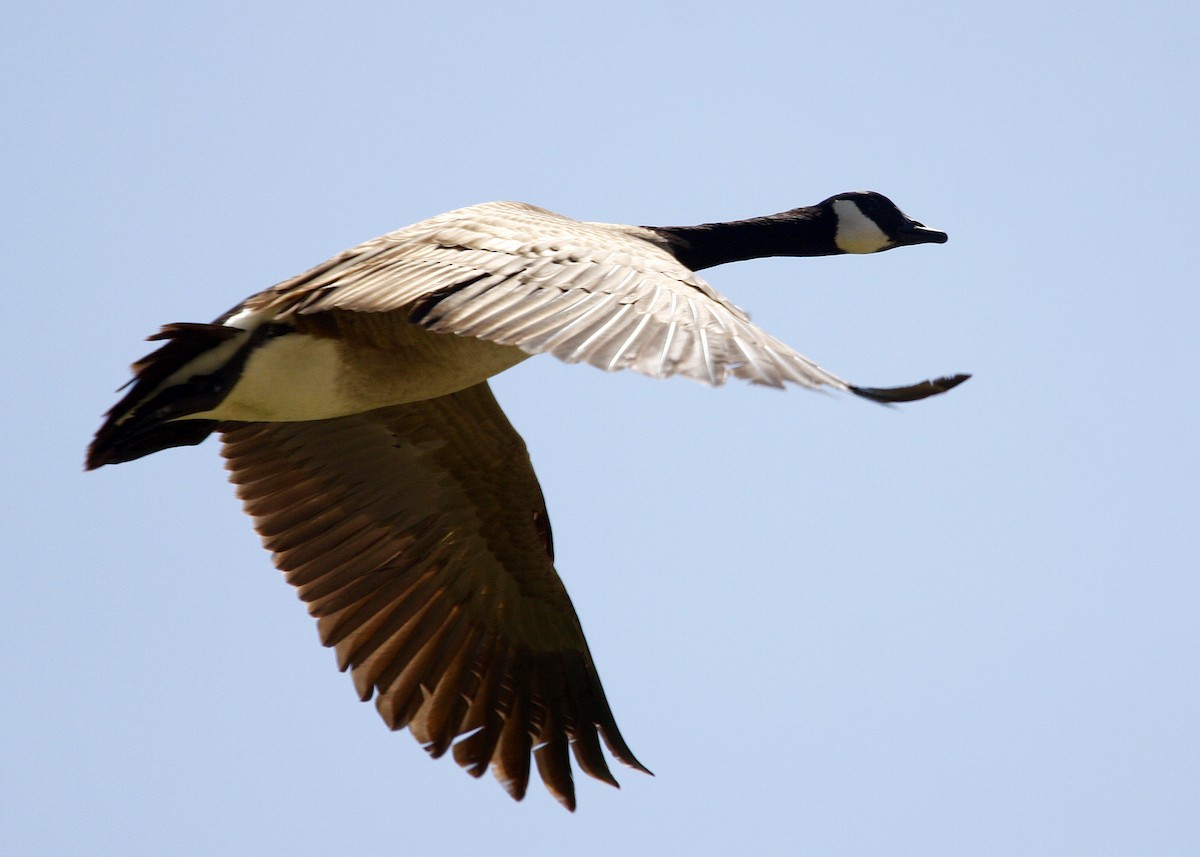 Canada Goose - William Clark