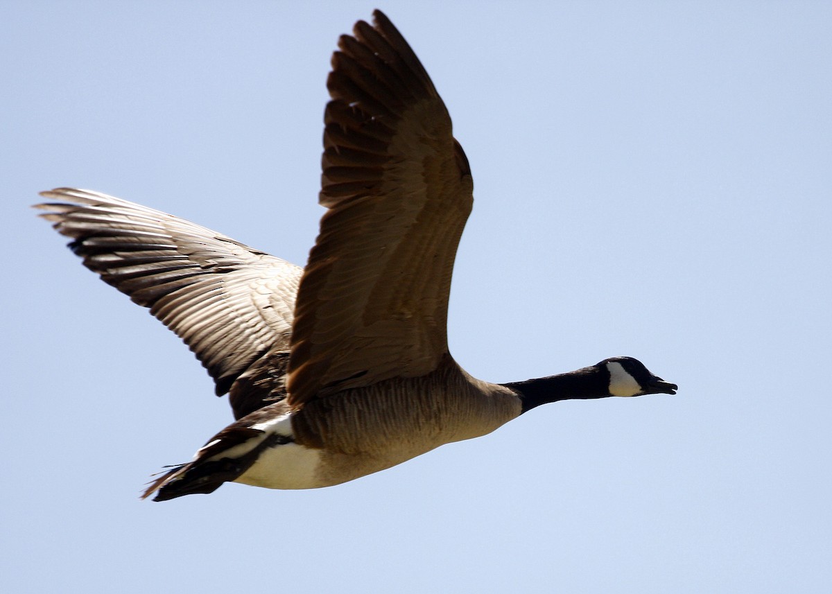 Canada Goose - ML619211292