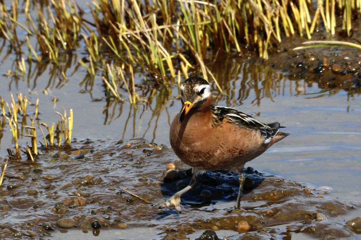 Phalarope à bec large - ML619211294