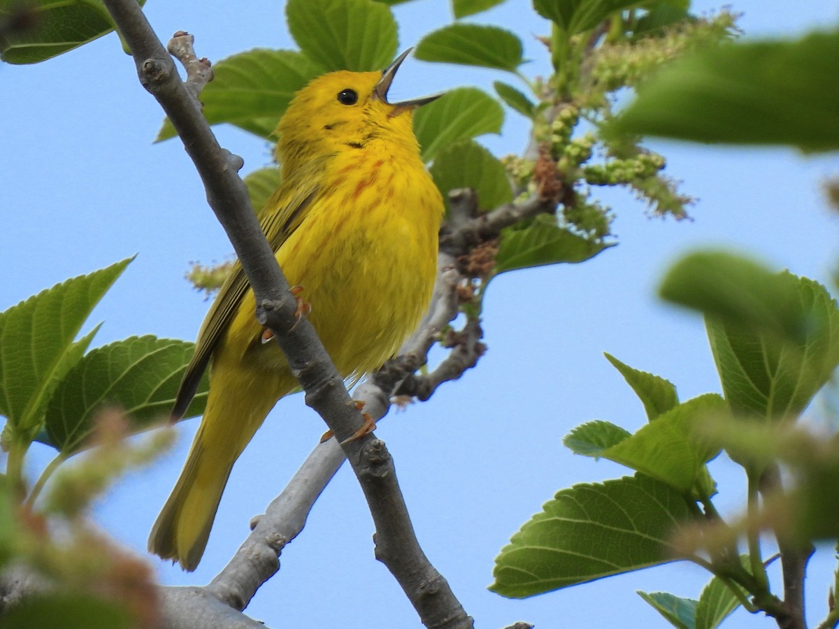 Yellow Warbler - Kiandra Mitchell