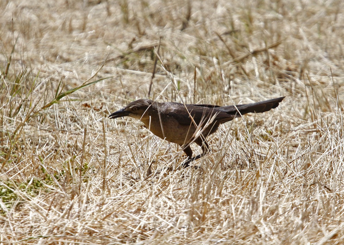 Great-tailed Grackle - William Clark