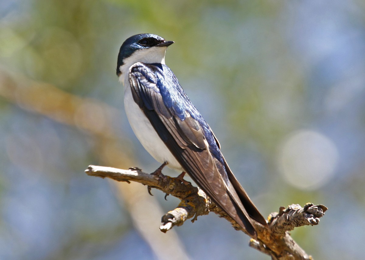 Tree Swallow - William Clark