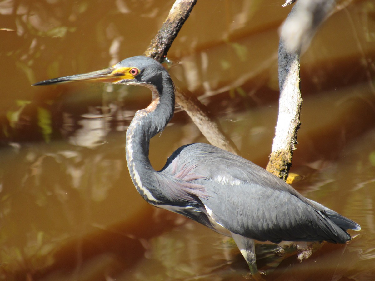 Tricolored Heron - ML619211317