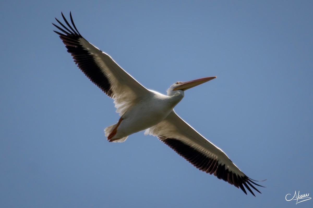 American White Pelican - Alam Martínez