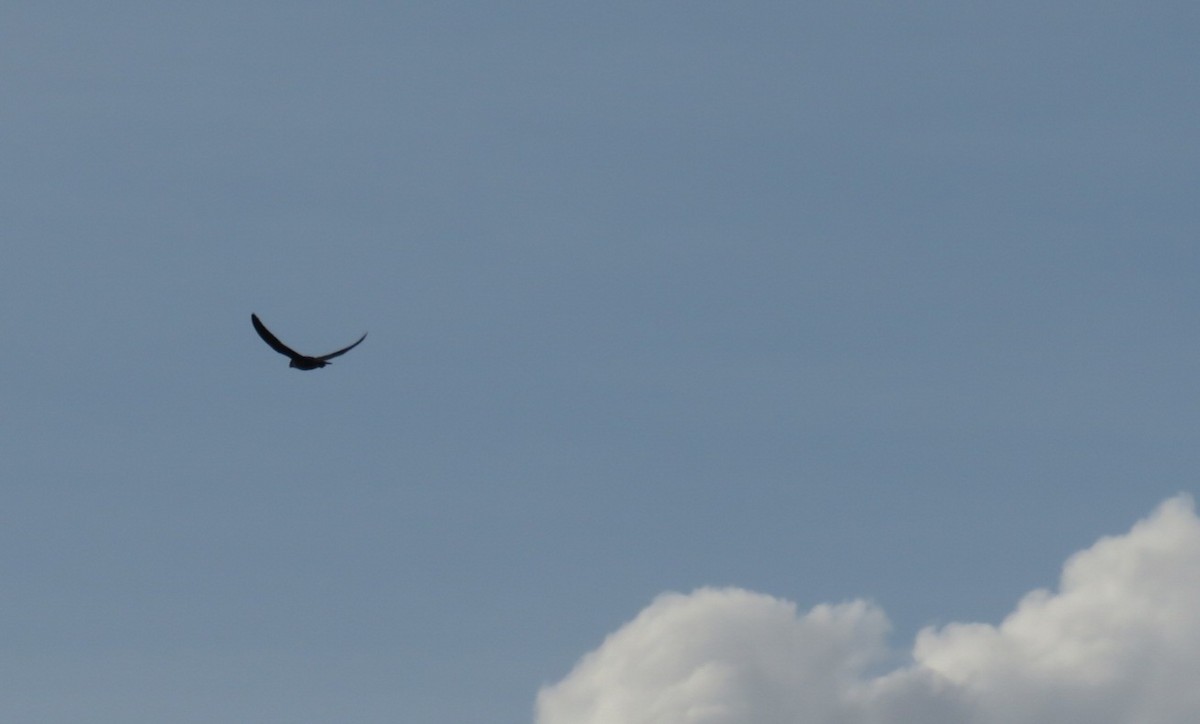 Peregrine Falcon - Jude Friesen