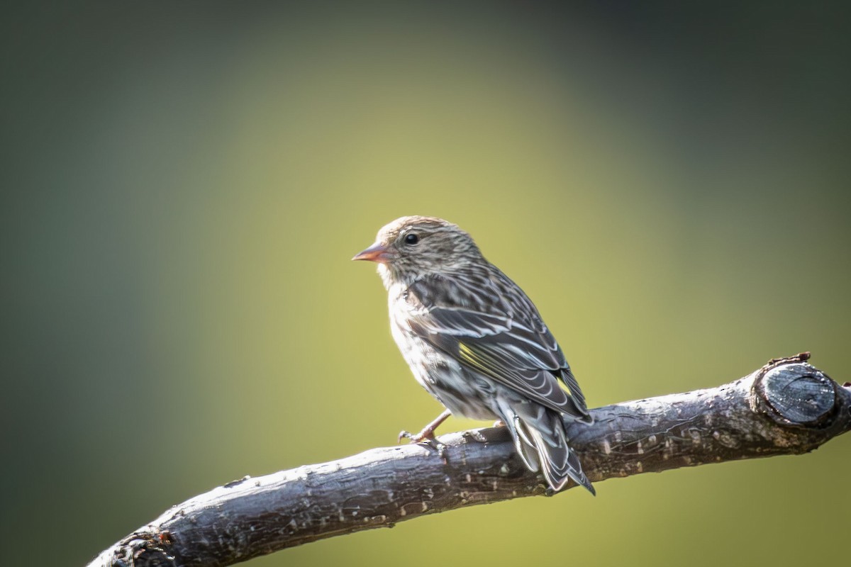 Pine Siskin - Anne Spiers