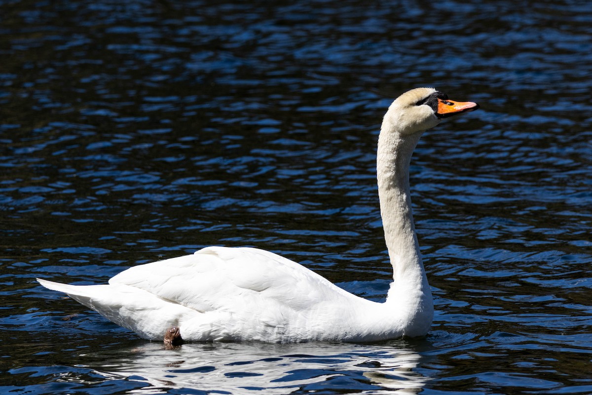 Mute Swan - ML619211343