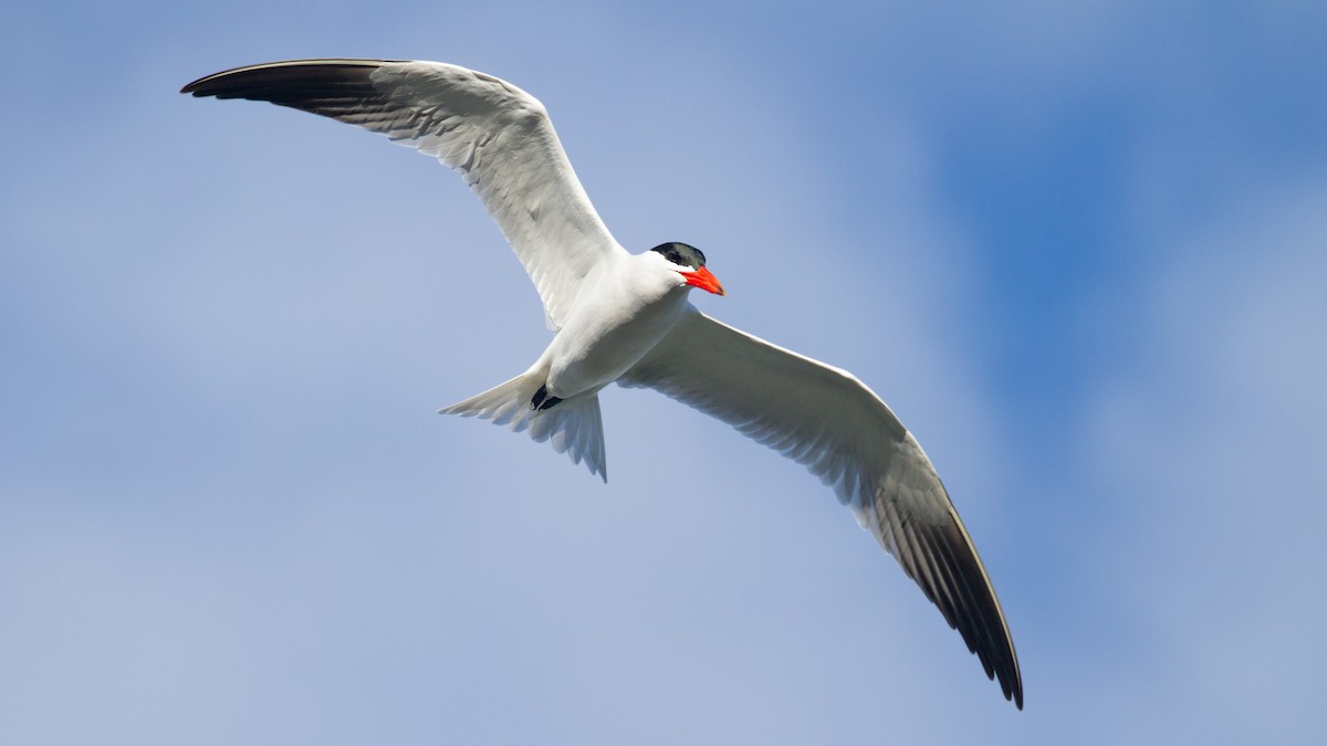 Caspian Tern - ML619211346