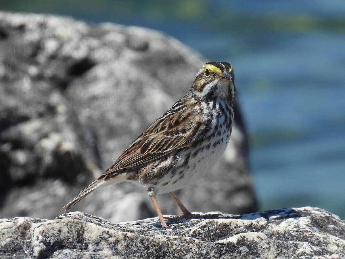 Savannah Sparrow - Melody Walsh