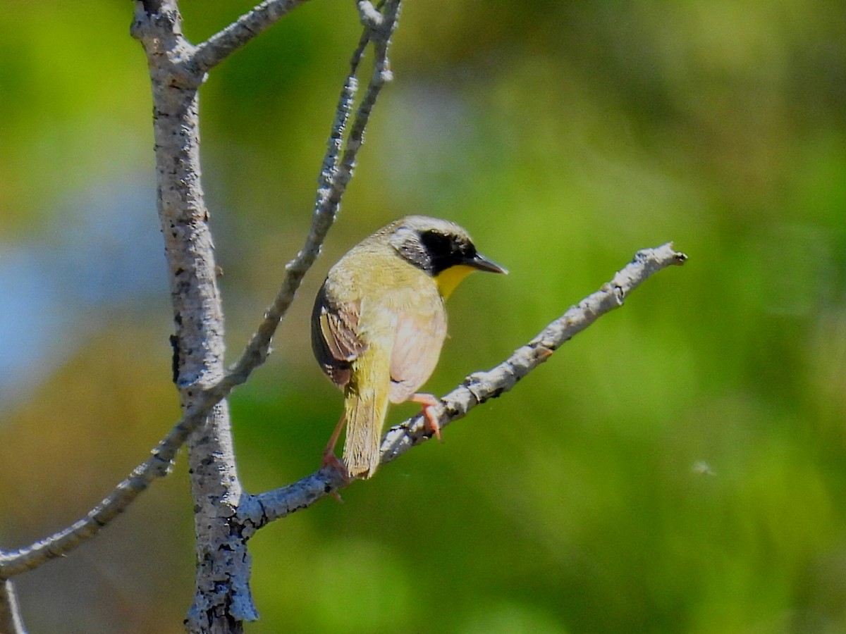 Common Yellowthroat - Melody Walsh