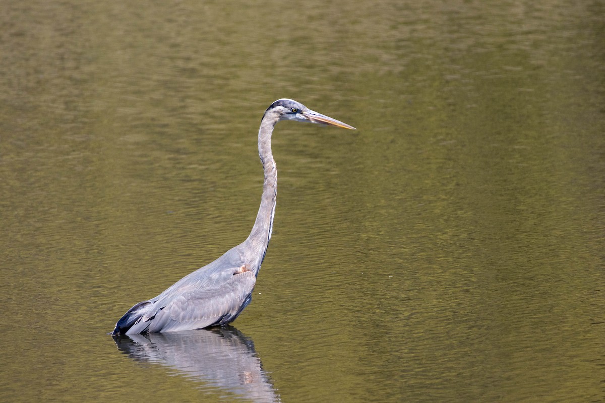 Great Blue Heron - Yifei Ma