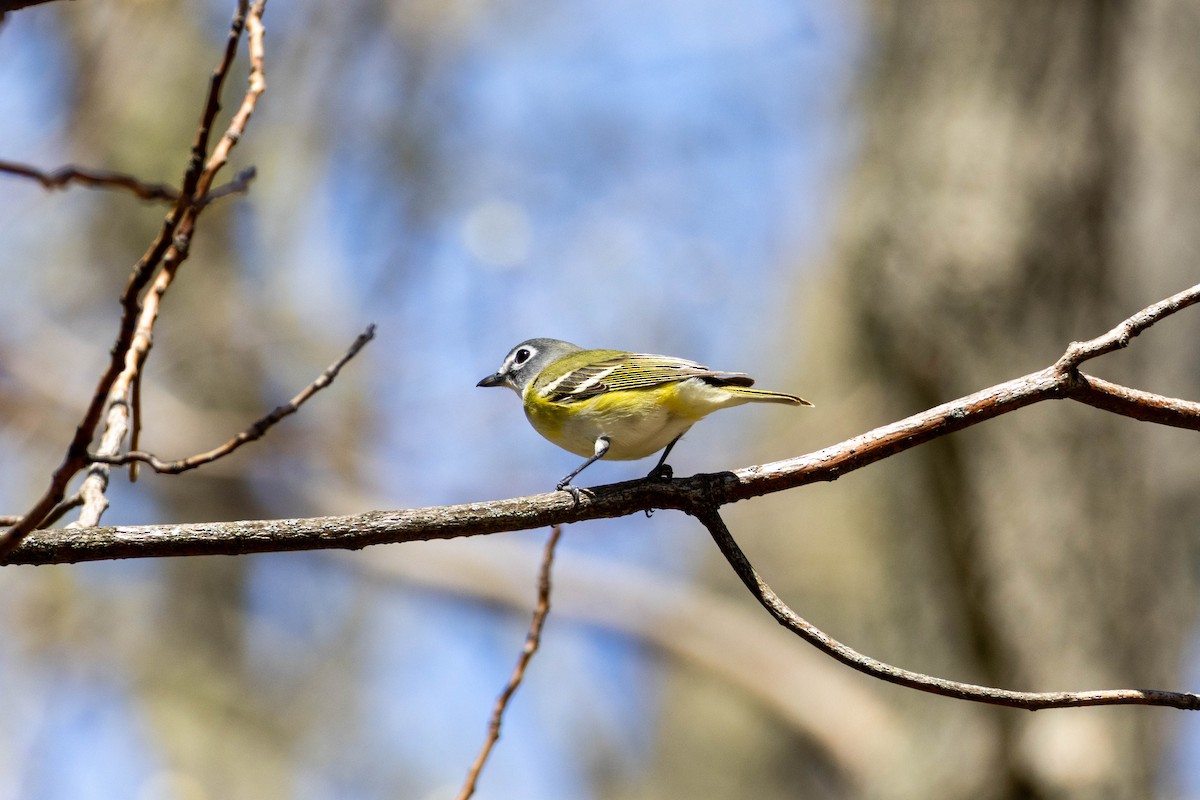 Blue-headed Vireo - Yifei Ma