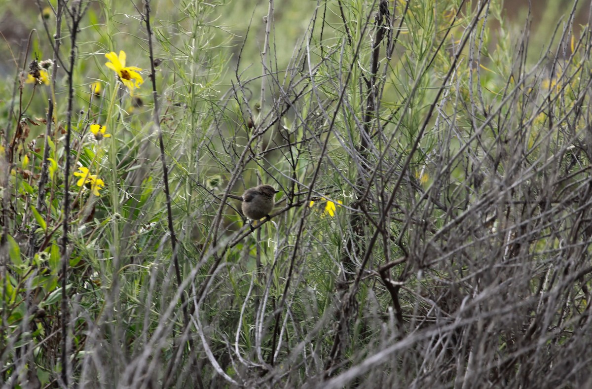 Bushtit - Anika Balint