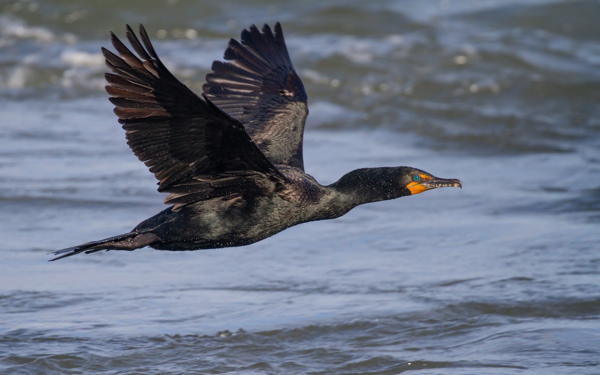 Double-crested Cormorant - Sasha Cahill