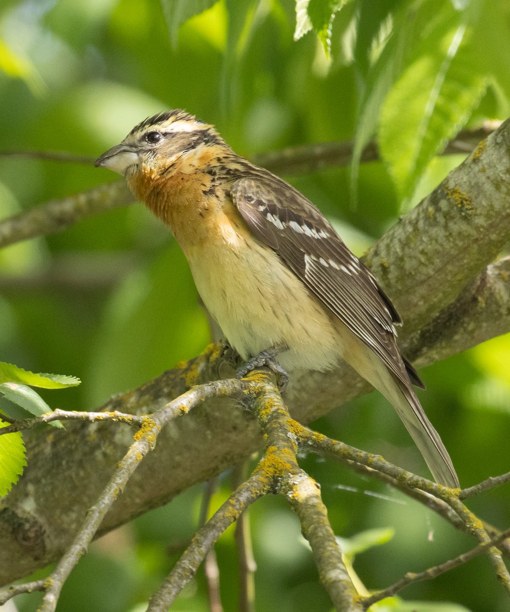 Black-headed Grosbeak - ML619211389