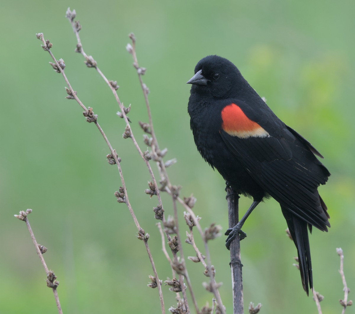 Red-winged Blackbird - Sean McCann