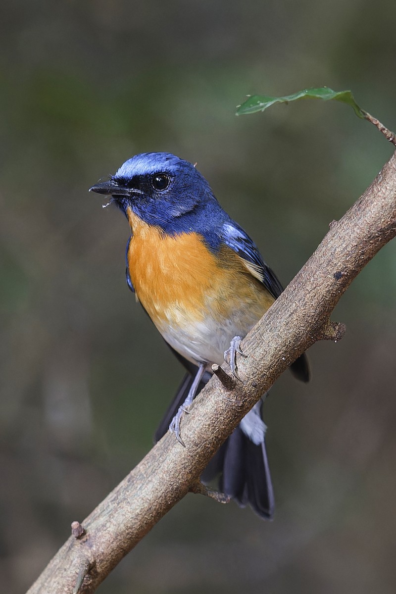 Chinese Blue Flycatcher - Se Chea