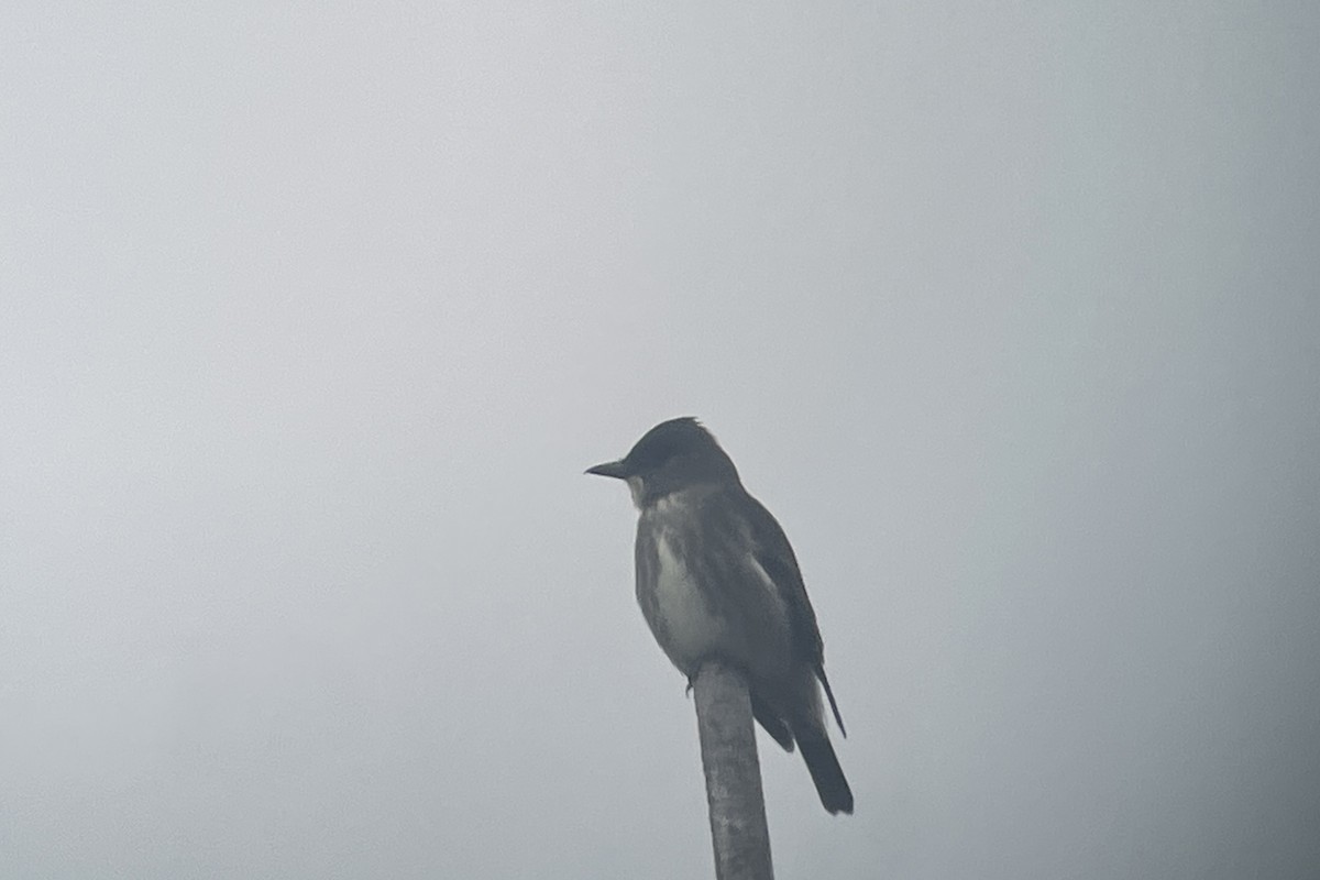 Olive-sided Flycatcher - Valerie Burdette