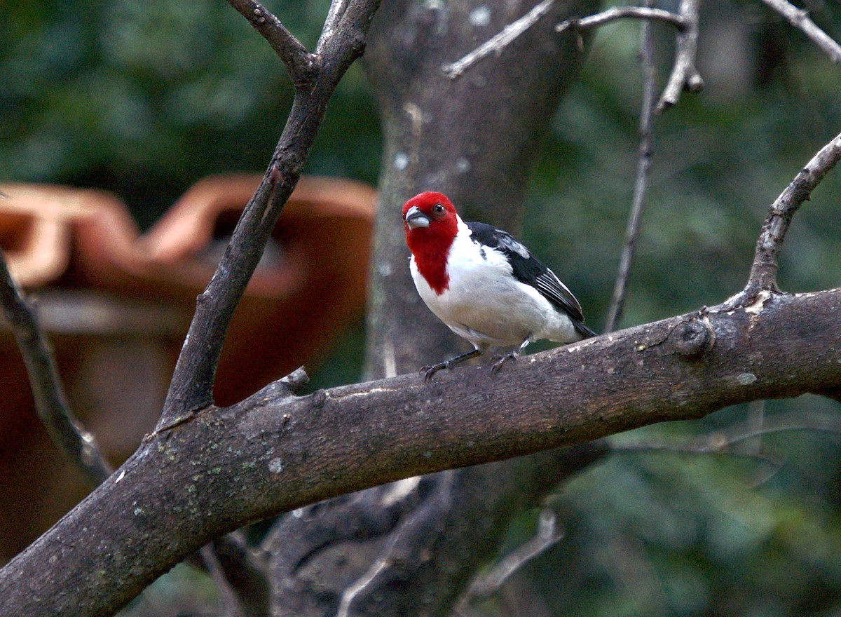Red-cowled Cardinal - Patrícia Hanate
