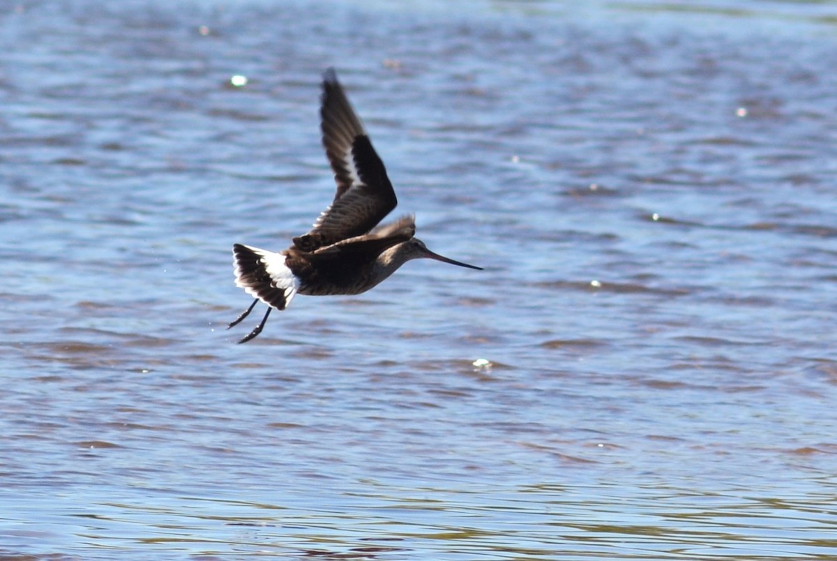 Hudsonian Godwit - Lauren  Vaughn