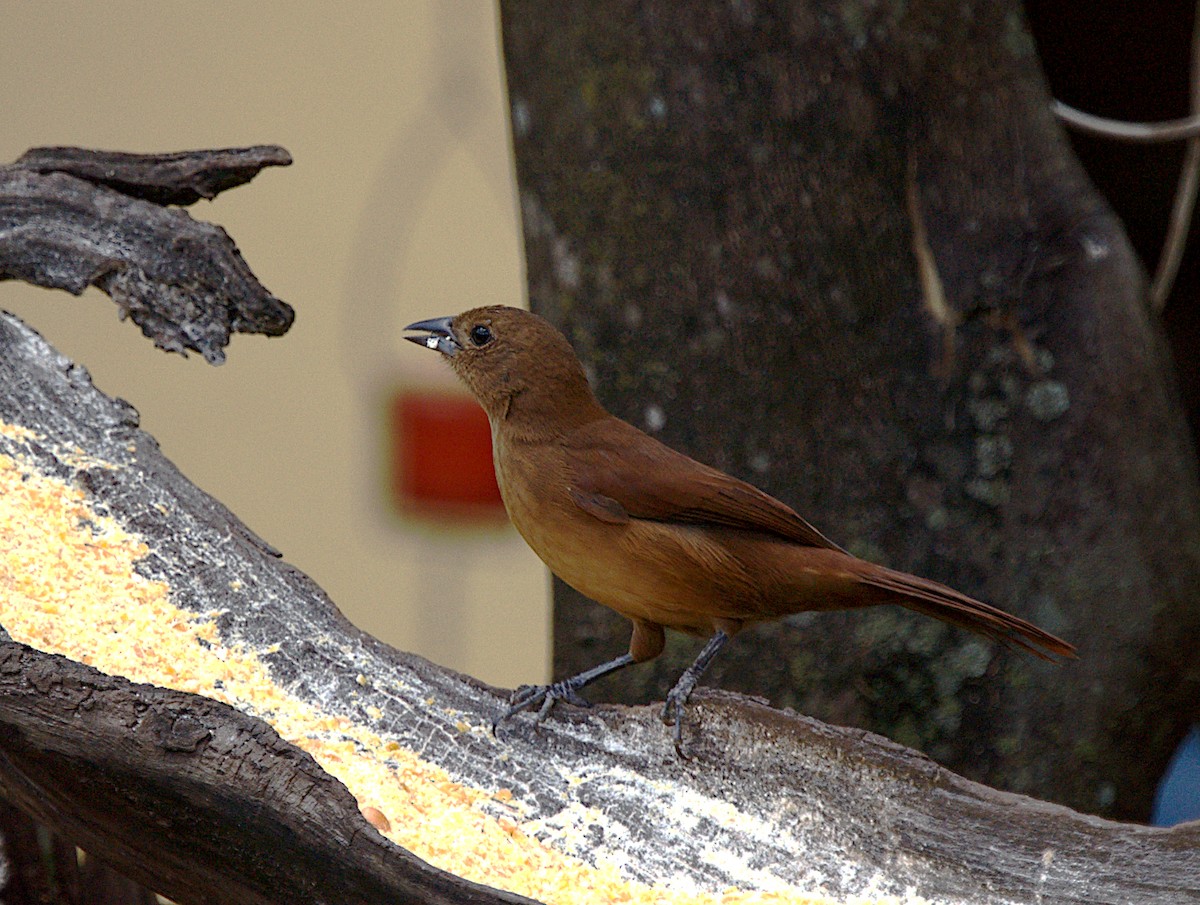 White-lined Tanager - Patrícia Hanate