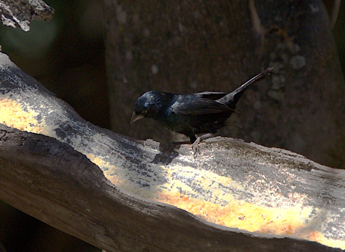 Blue-black Grassquit - Patrícia Hanate