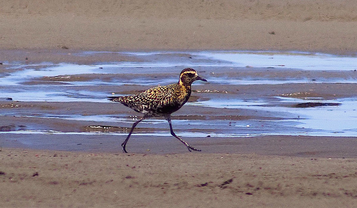 Pacific Golden-Plover - John Raymond