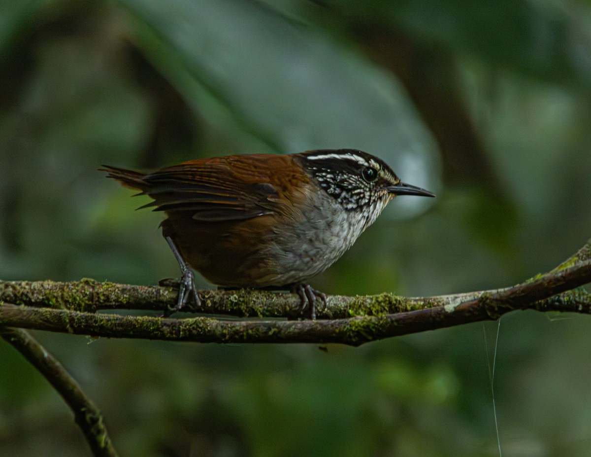 Gray-breasted Wood-Wren - Juan David Camacho Marquez