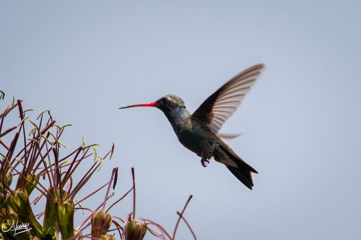 Broad-billed Hummingbird - Alam Martínez