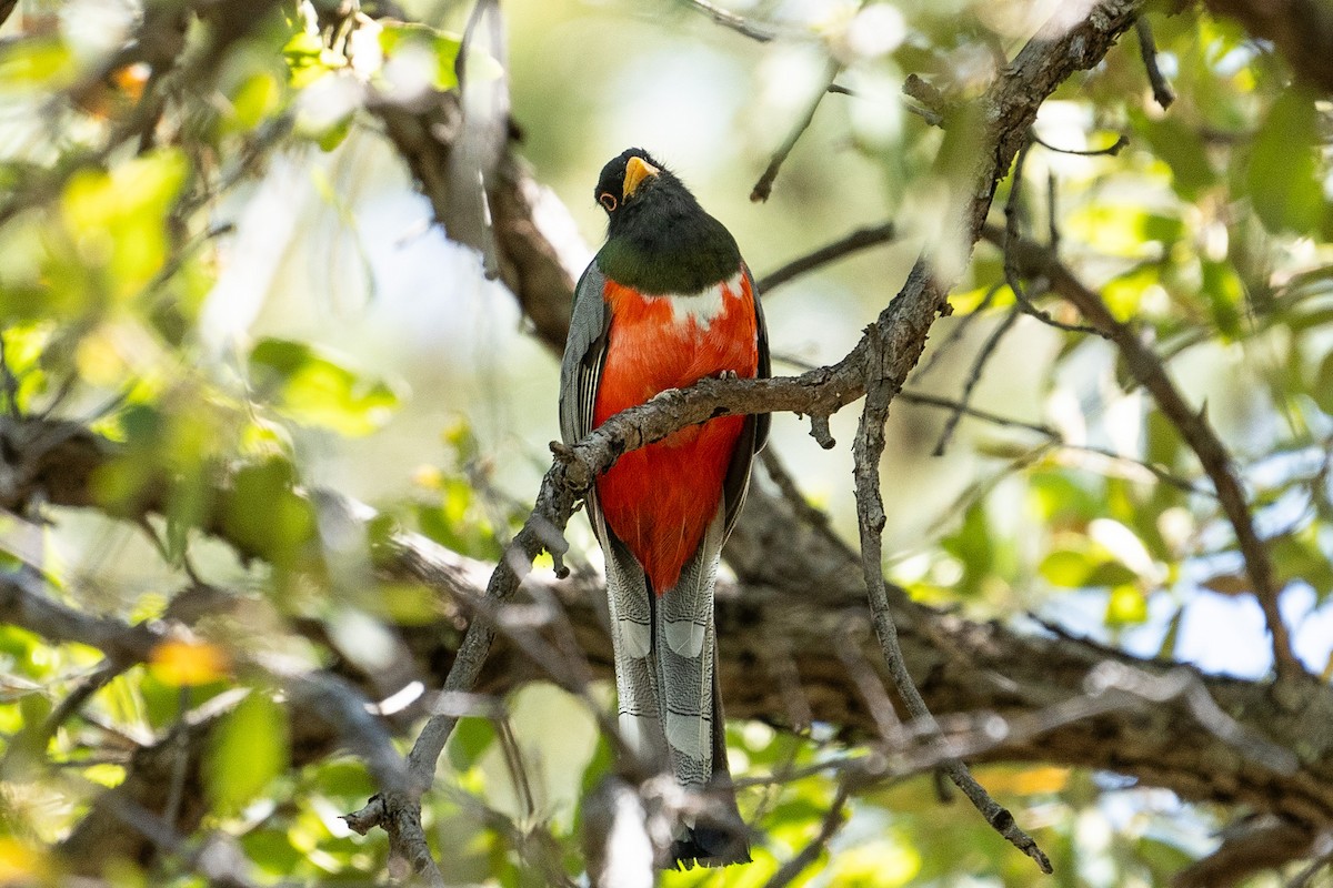 Elegant Trogon - Pawel Michalak