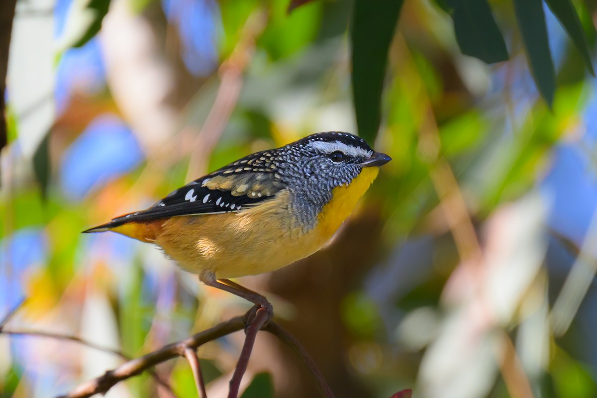 Pardalote Moteado (punctatus) - ML619211461