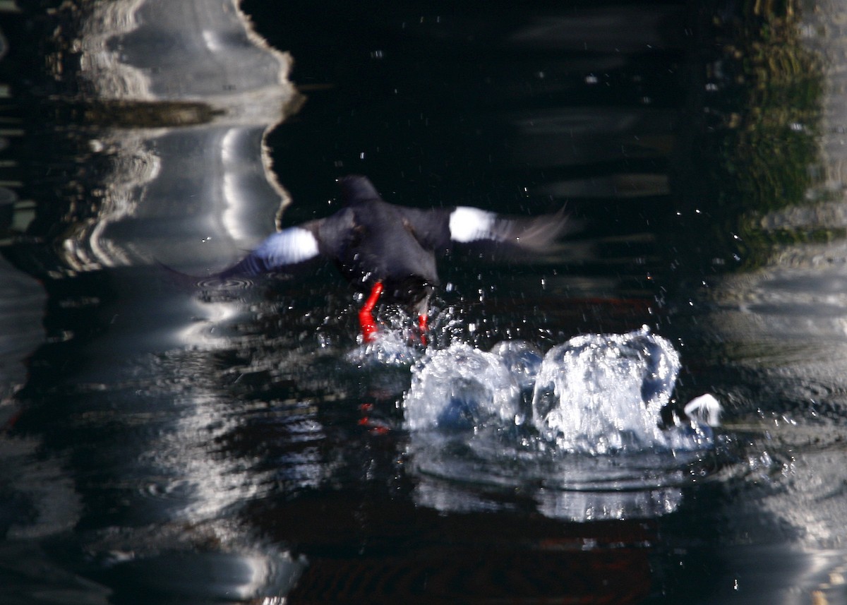 Pigeon Guillemot - William Clark