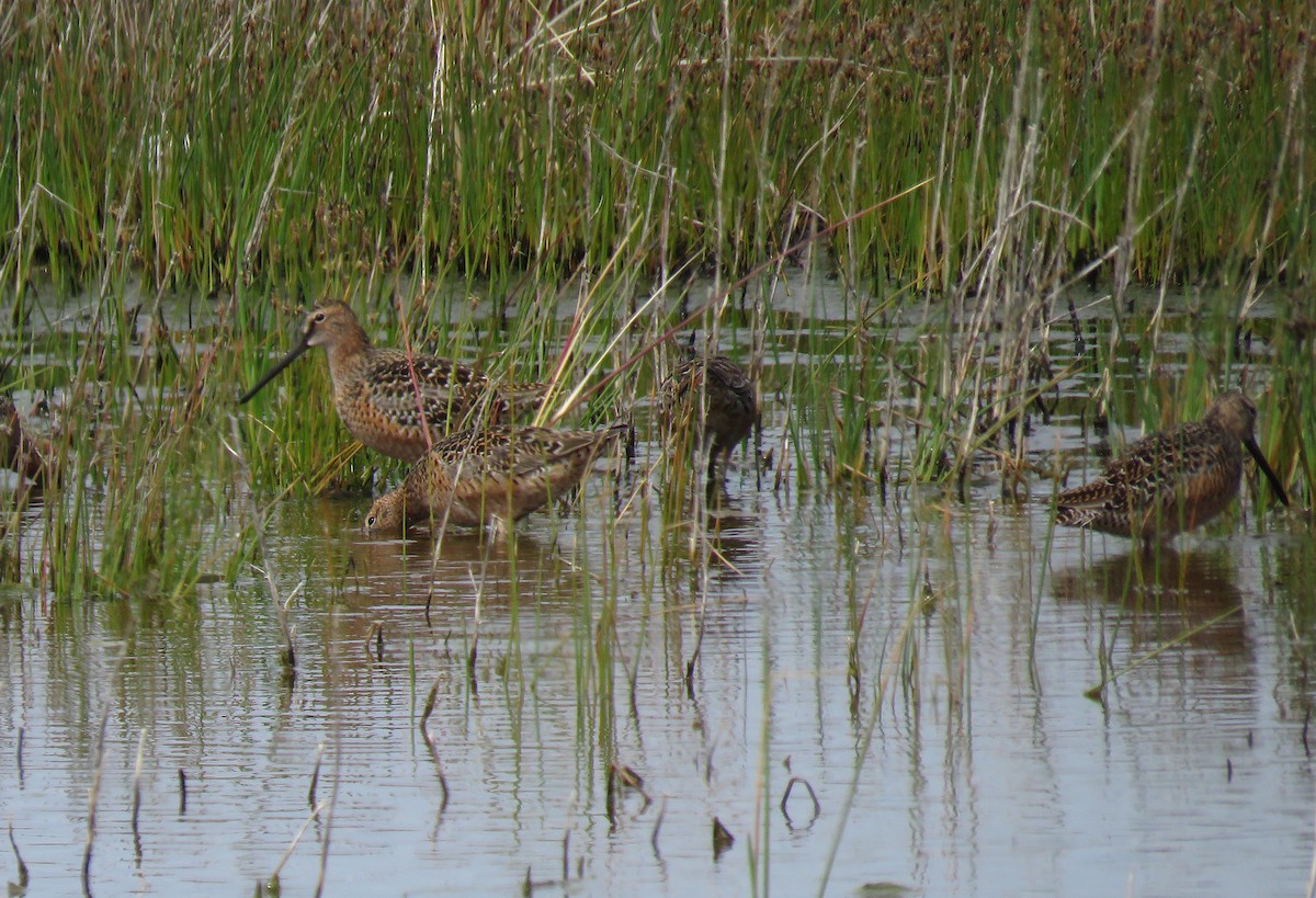 Short-billed Dowitcher - ML619211491