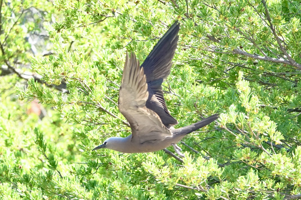 Brown Noddy - Kenna Sue Trickey