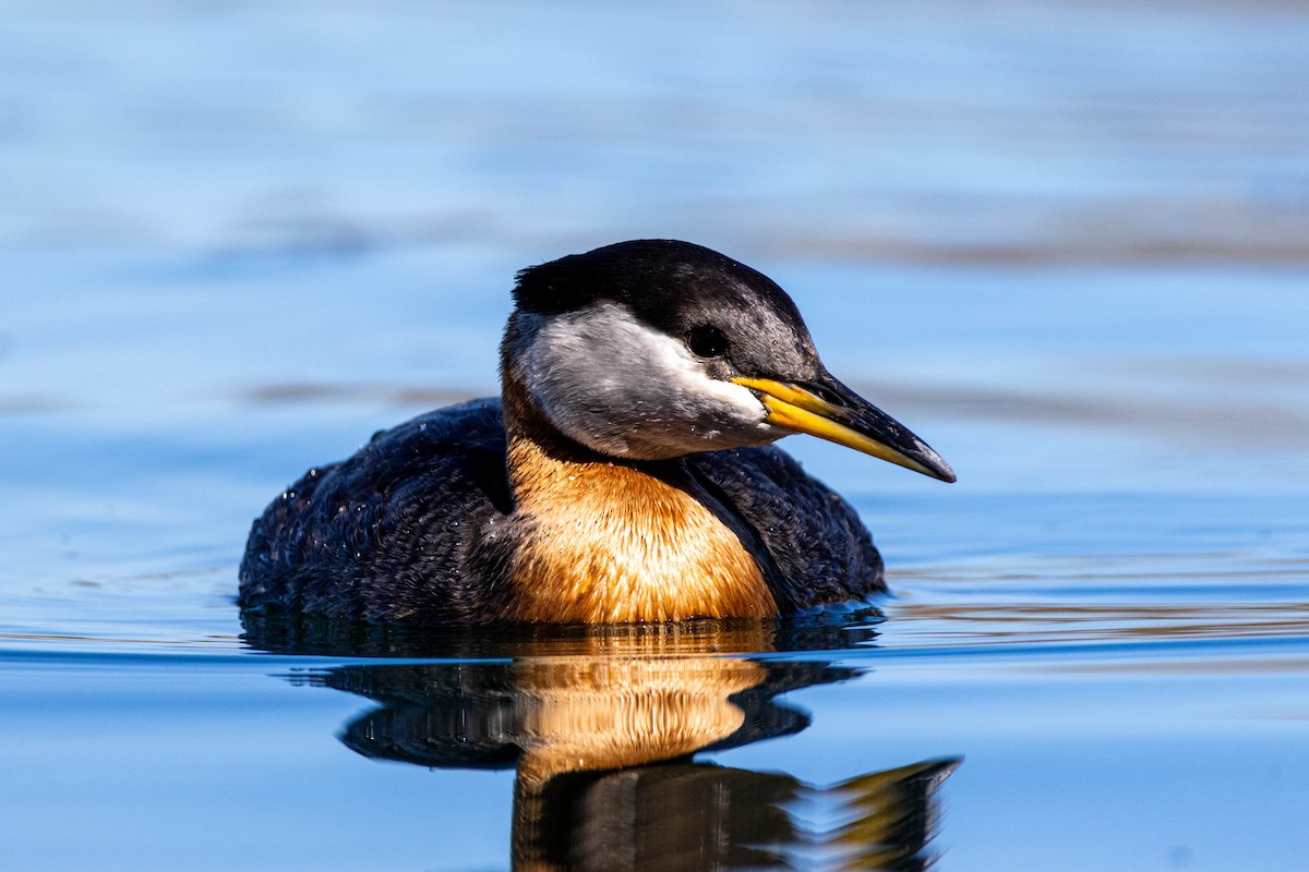 Red-necked Grebe - Yifei Ma