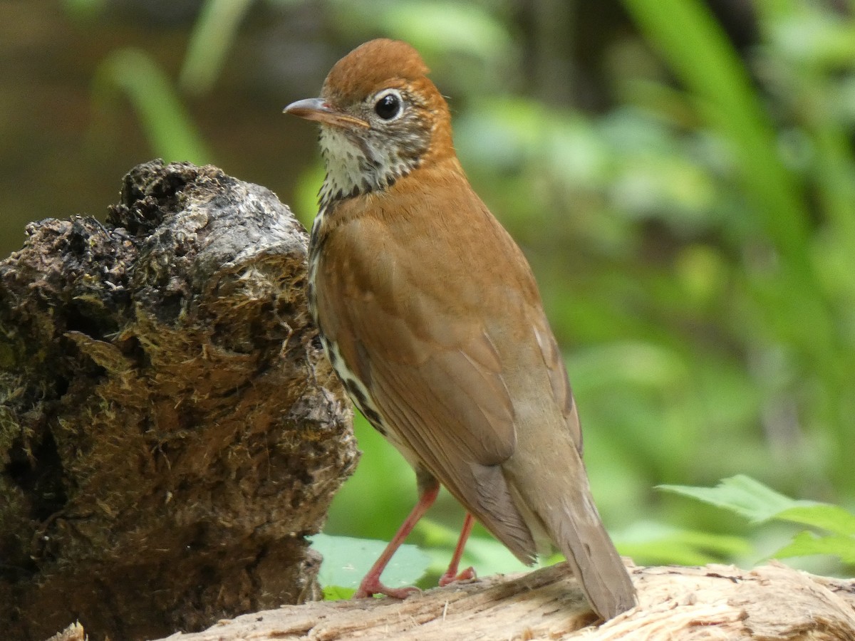 Wood Thrush - Elliot Dziedzic