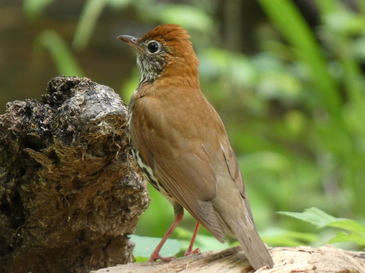 Wood Thrush - Elliot Dziedzic