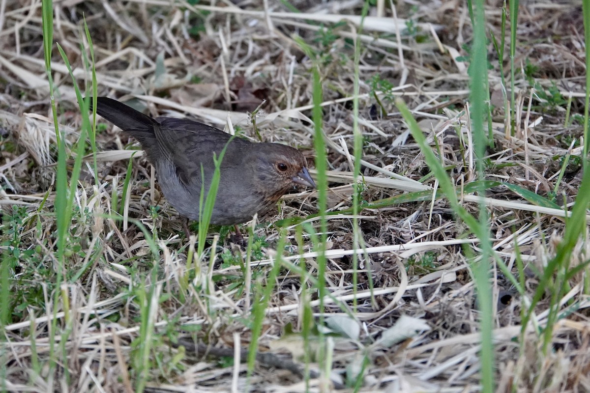 California Towhee - yasuhiro kojima